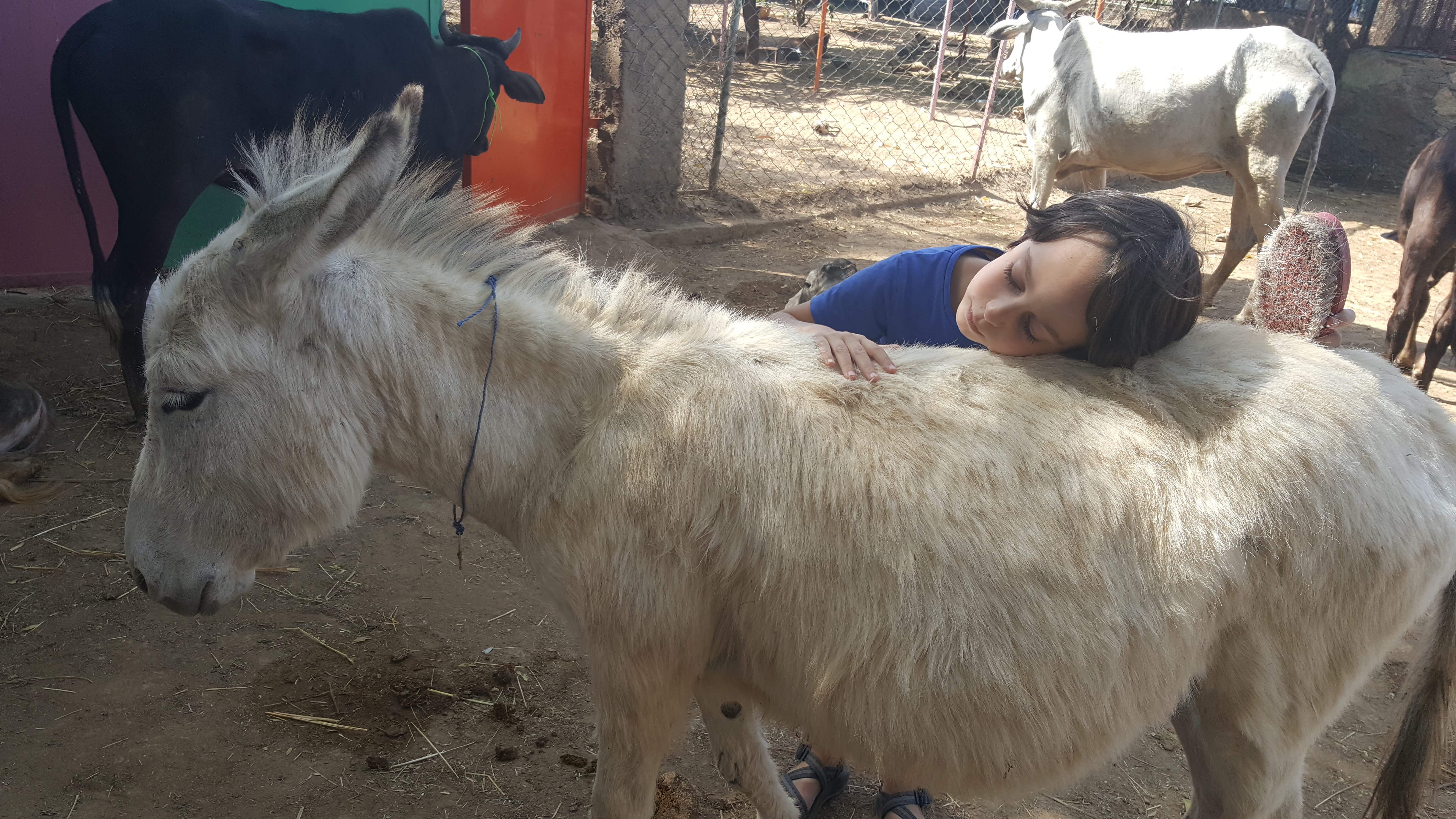 מקלט לחיות רחוב, ANIMAL AID (אודייפור, מרץ 2017)